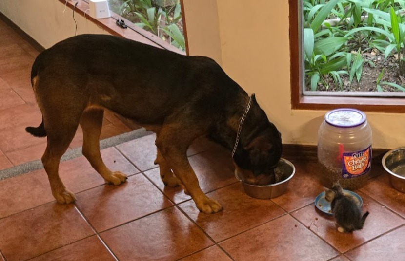 Ellie the dog eating beside a tiny kitten in her new home