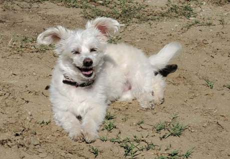 Pixie the dog happily playing outside in Thailand
